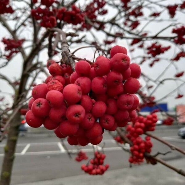 Sorbus aucuparia Fruct