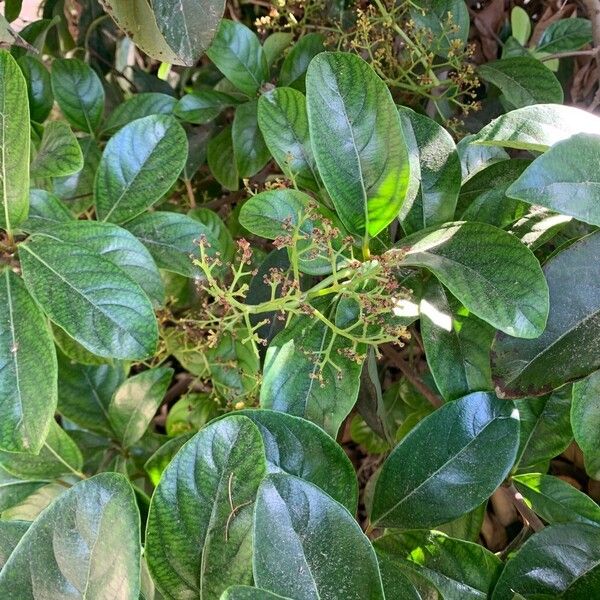 Viburnum odoratissimum Květ