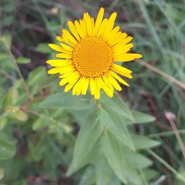 Pulicaria dysenterica Flower