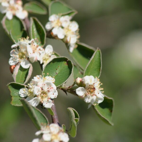 Cotoneaster ovatus Flor