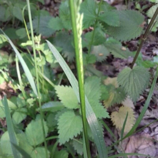 Poa trivialis Casca