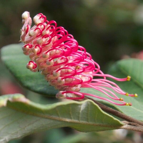 Grevillea macleayana Květ