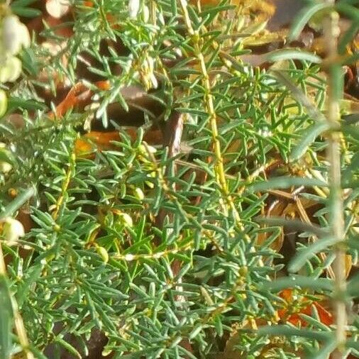 Erica erigena Hoja