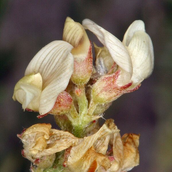 Astragalus johannis-howellii Квітка