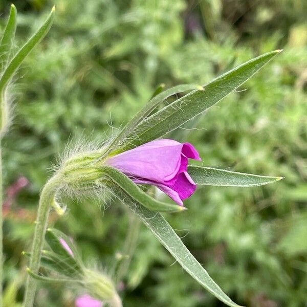 Agrostemma githago Blomst