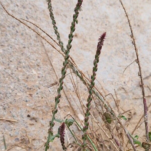 Achyranthes aspera Habit