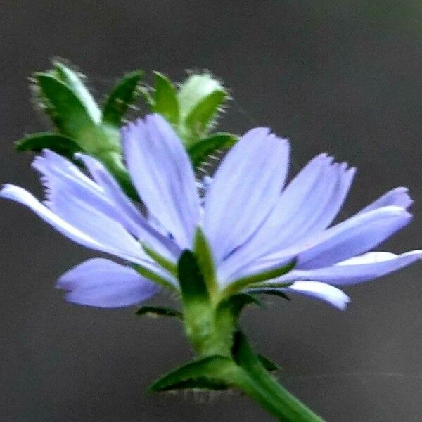 Cichorium intybus Flower