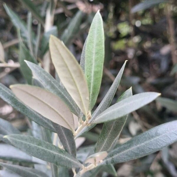 Olea europaea Folla