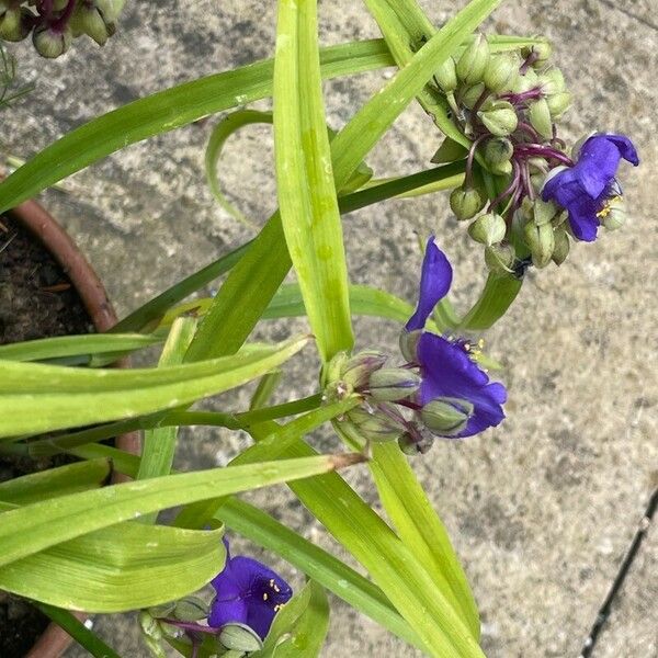 Tradescantia virginiana Leaf