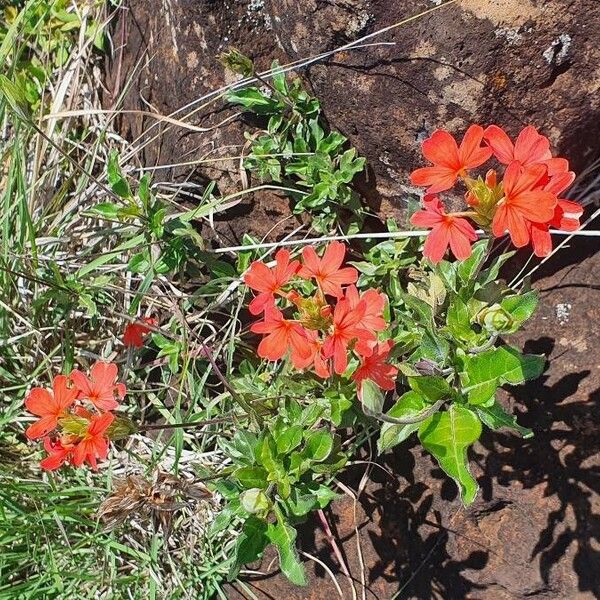 Crossandra massaica Blomma