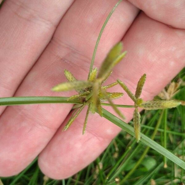 Cyperus flavescens Flower