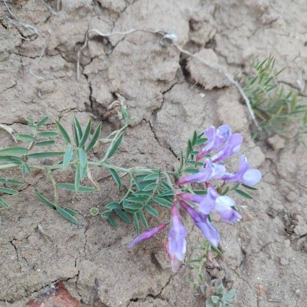 Vicia americana Flower