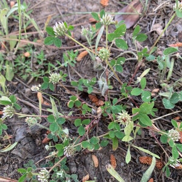 Trifolium glomeratum Λουλούδι