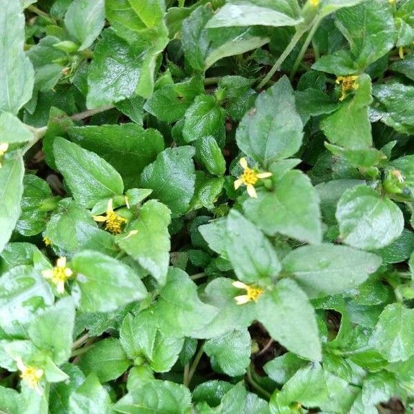 Calyptocarpus vialis Flower