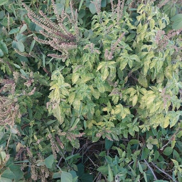 Ocimum gratissimum Hoja