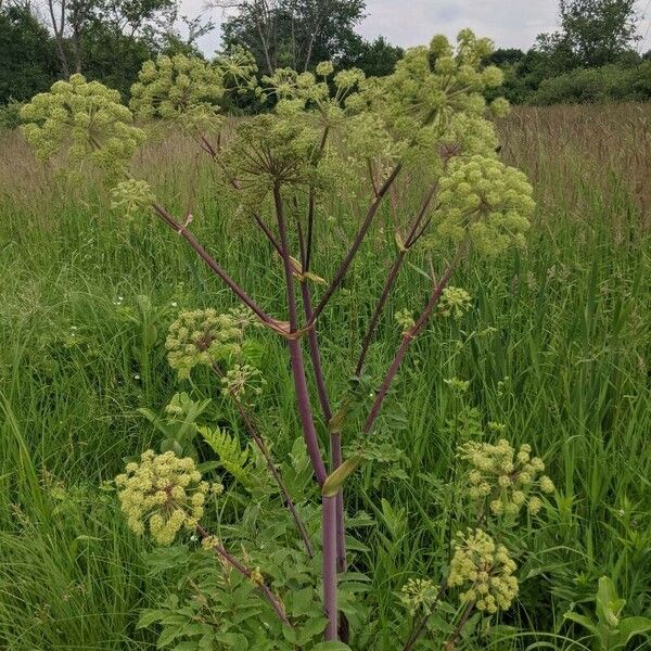 Angelica atropurpurea Bark