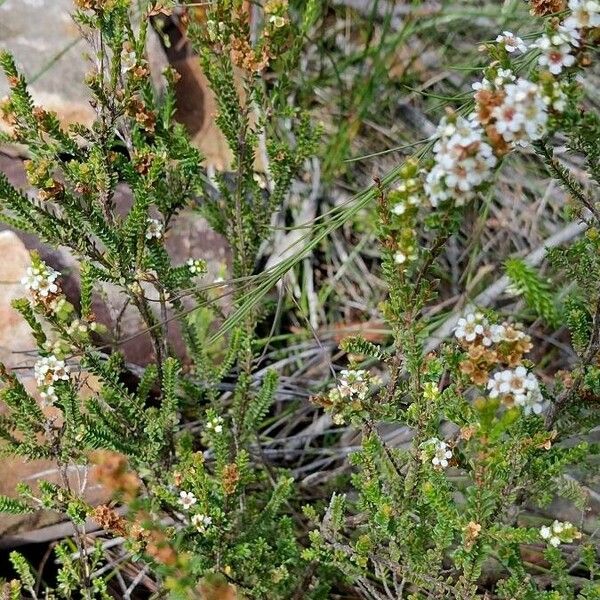Baeckea diosmifolia Elinympäristö