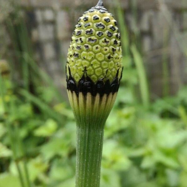 Equisetum fluviatile Fiore