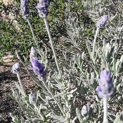 Lavandula dentata Кветка