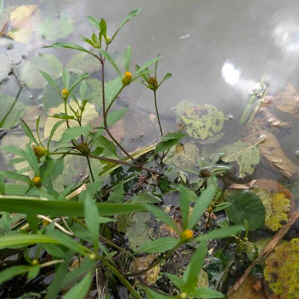 Bidens tripartita Yeri