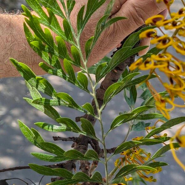 Grevillea robusta Lehti