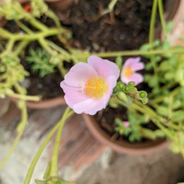 Portulaca umbraticola Flor