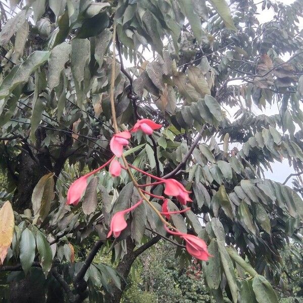 Amherstia nobilis Çiçek