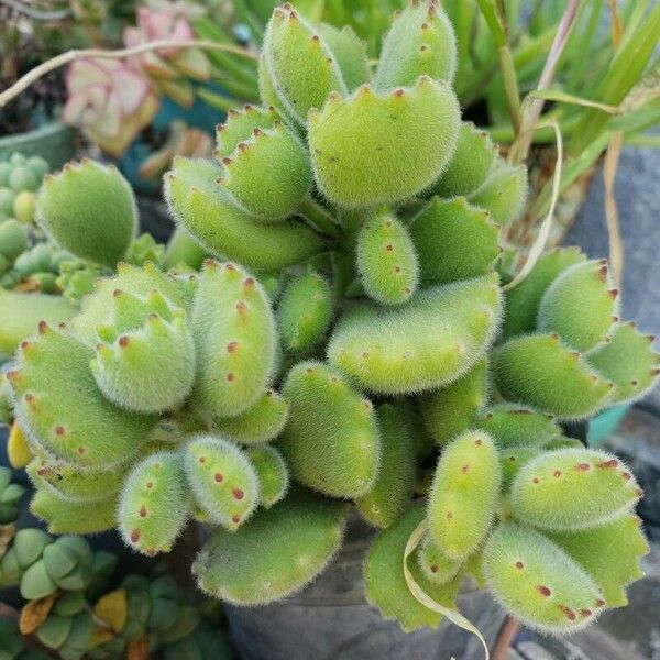 Cotyledon tomentosa Leaf