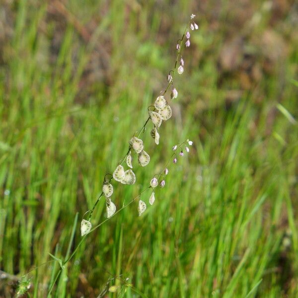 Thysanocarpus curvipes Alkat (teljes növény)