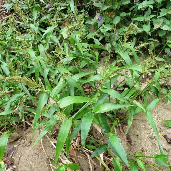 Polypogon viridis Tervik taim