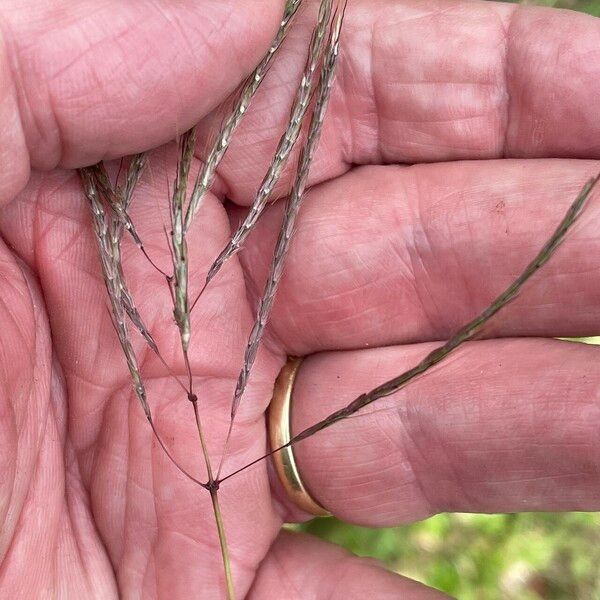 Bothriochloa bladhii Fruit