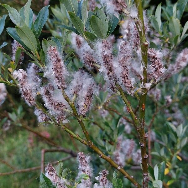 Salix glabra Flors