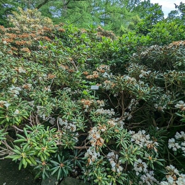 Rhododendron campanulatum