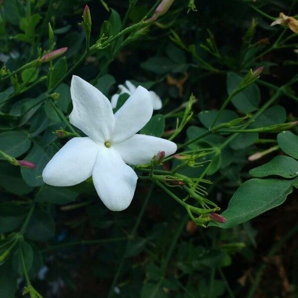 Jasminum grandiflorum Blüte