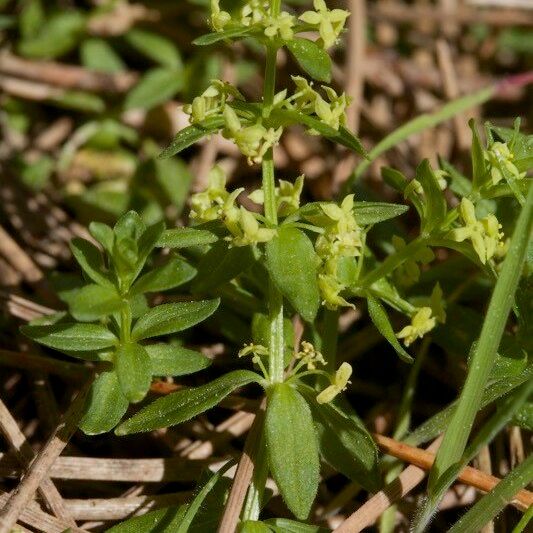 Cruciata pedemontana Other