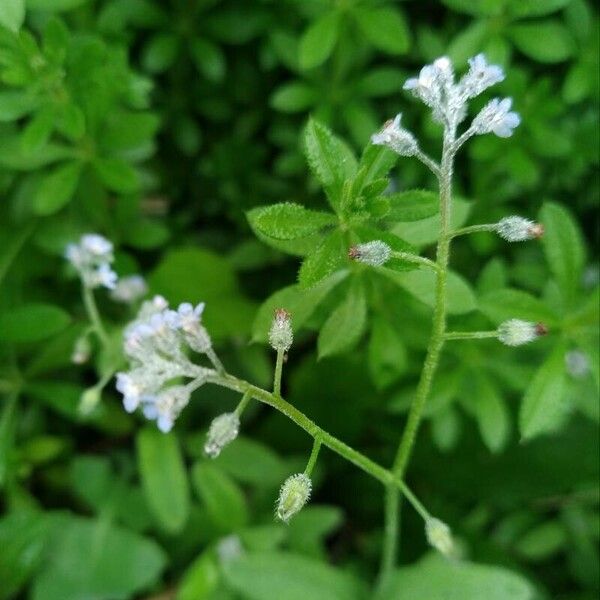 Myosotis arvensis फूल