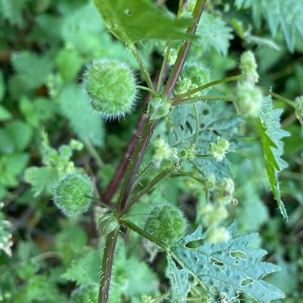 Urtica pilulifera Flor