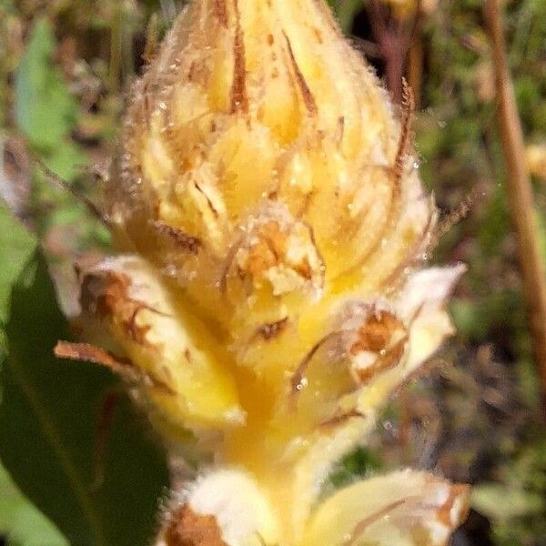 Orobanche picridis Flors