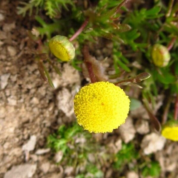 Cotula coronopifolia 花