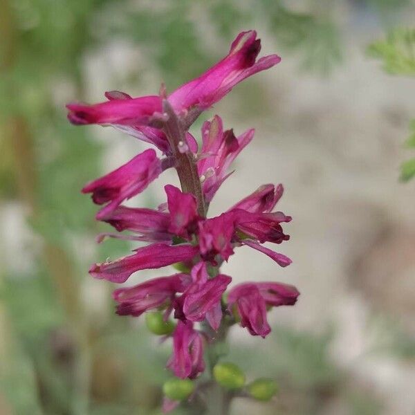 Fumaria densiflora Blad