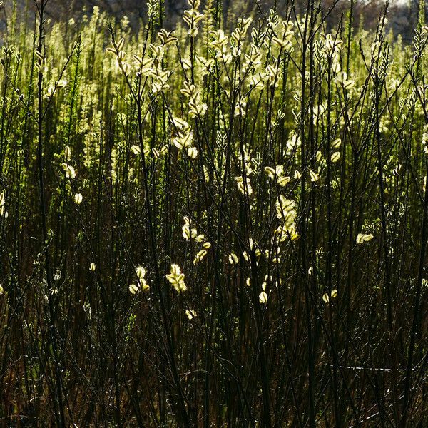 Salix viminalis Flor