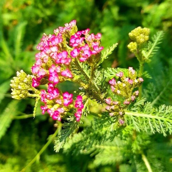 Achillea distans Цветок