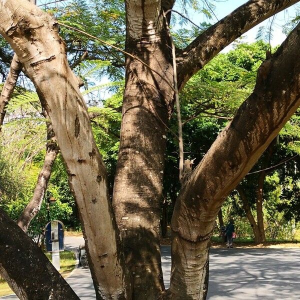 Cassia javanica عادت