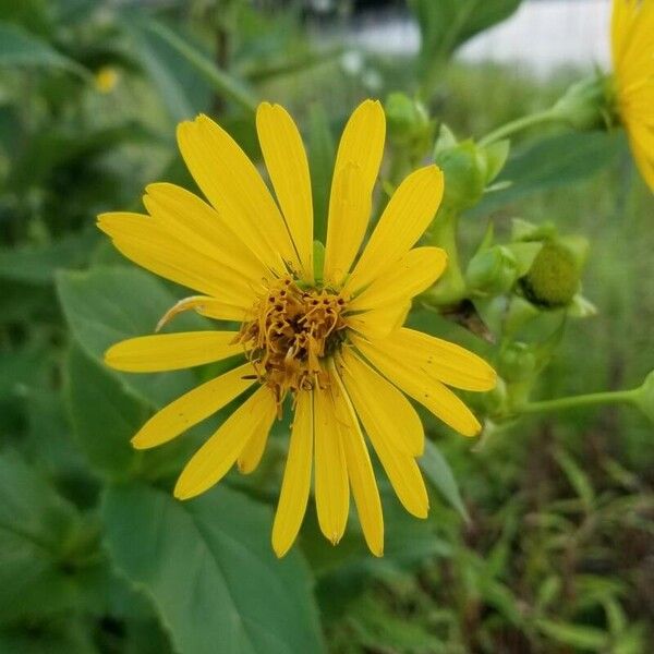 Silphium perfoliatum Квітка