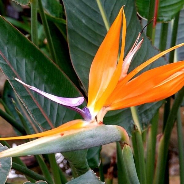 Strelitzia reginae Flower