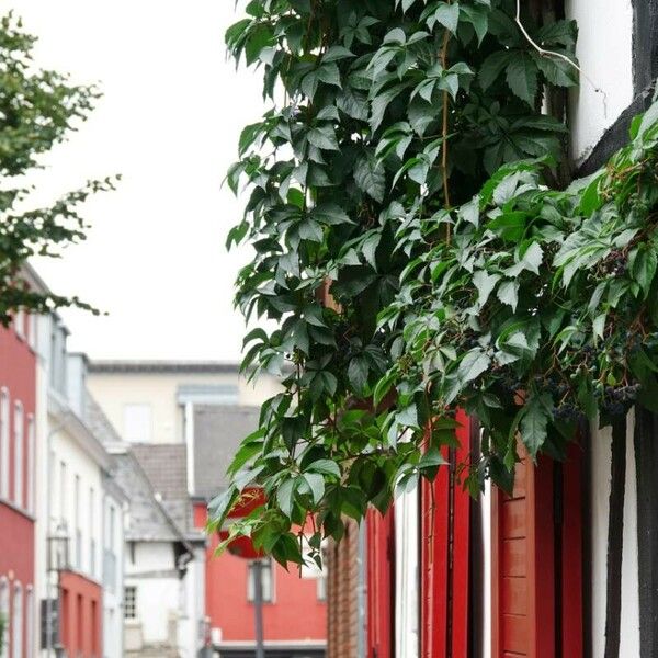 Parthenocissus inserta Feuille