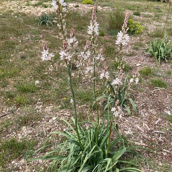 Asphodelus macrocarpus Flower