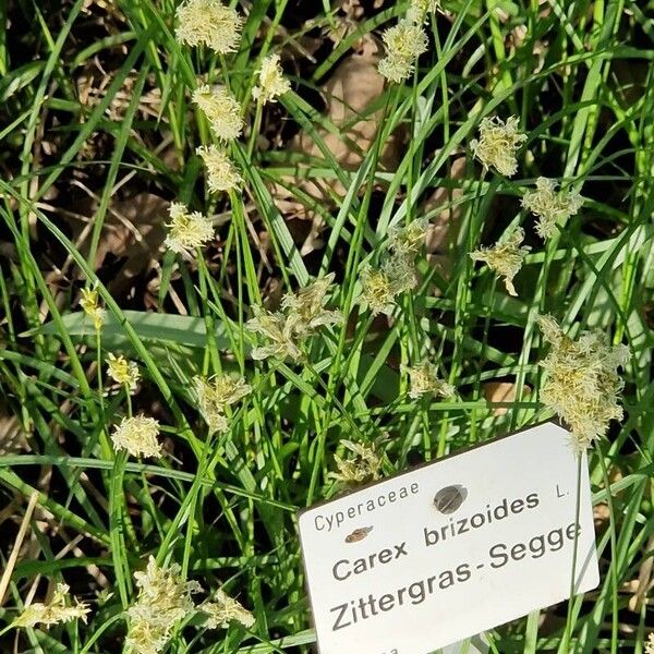 Carex brizoides موطن