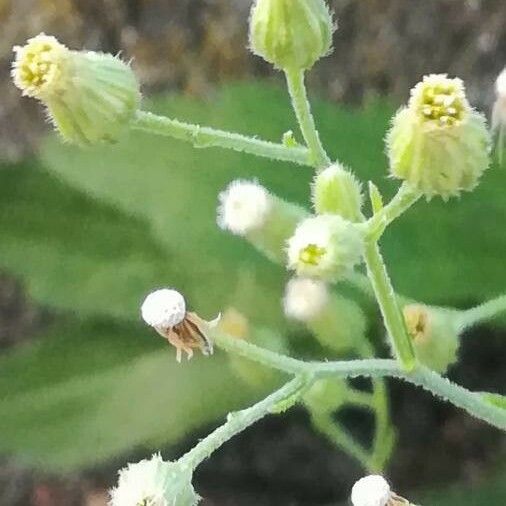 Erigeron canadensis Frucht