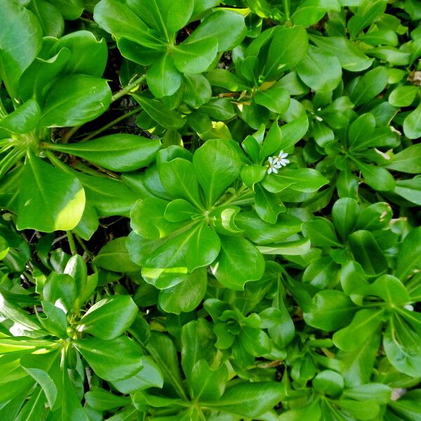 Scaevola plumieri Blad